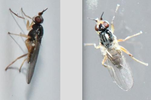 Réf. 296 538 : Elachiptera cornuta